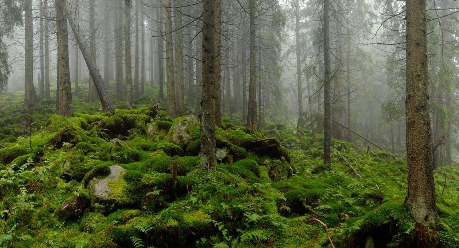 , Павел Лёушкин