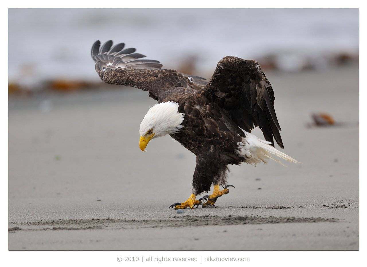 аляска, белоголовый орлан, николай зиновьев, Николай Зиновьев
