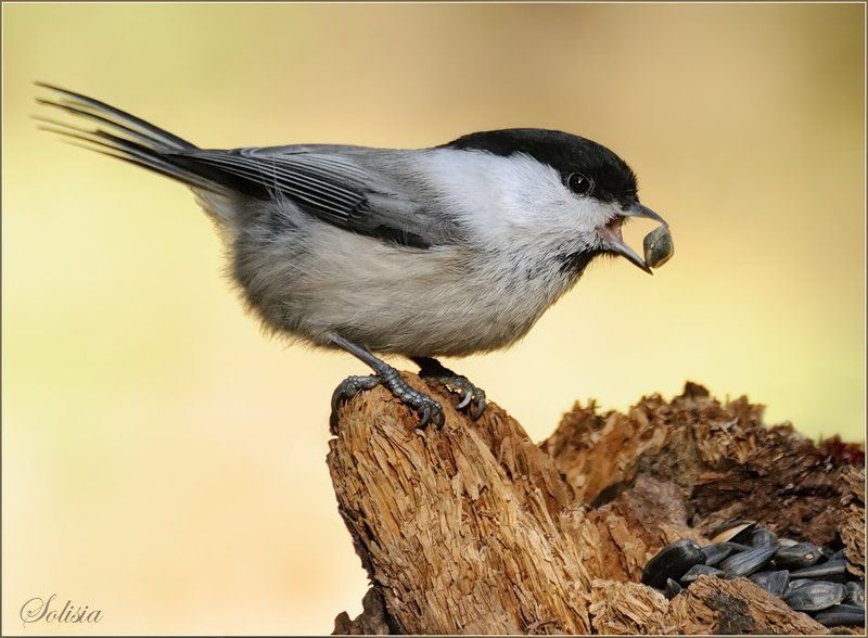 птицы, природа, пухляк, буроголовая гаичка,  parus montanus Пухлякphoto preview