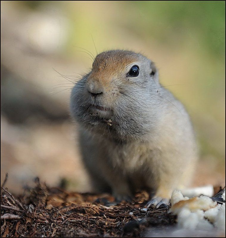 магадан, озеро гранд, дружелюбный суслик Познакомимся? Я - суслик, дикий, но очень обаятельный...photo preview