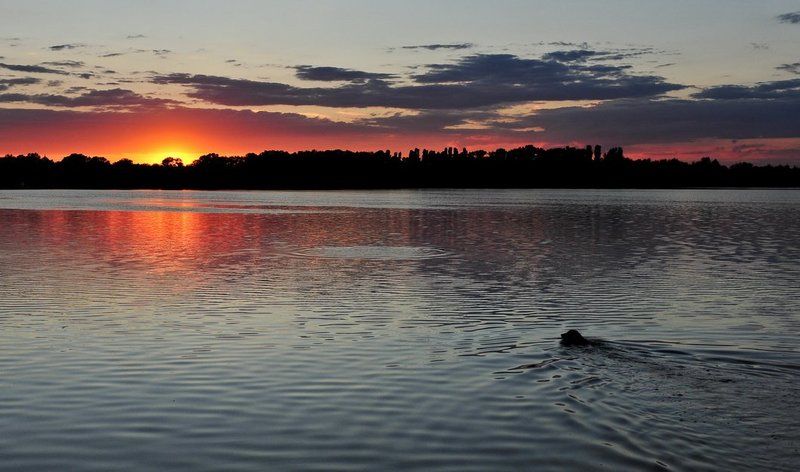 закат, река, днепр, собака, облака На закате..photo preview