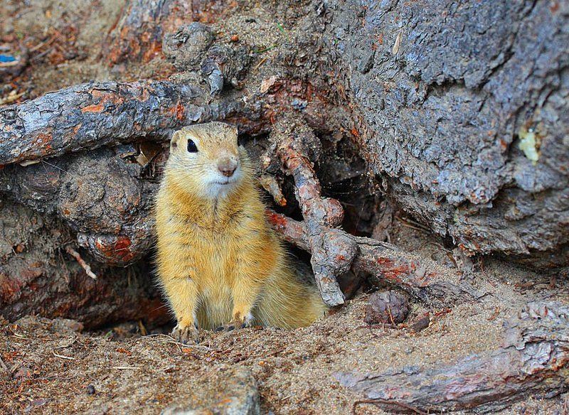 Суслики - это не только....photo preview
