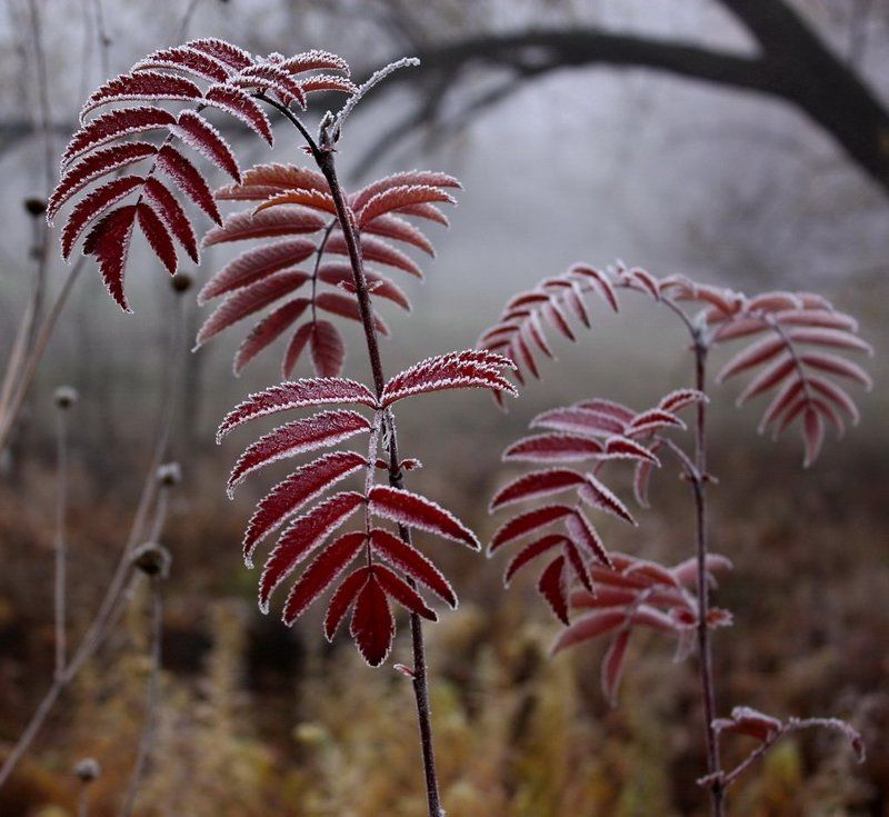 растения, иней Заморозкиphoto preview
