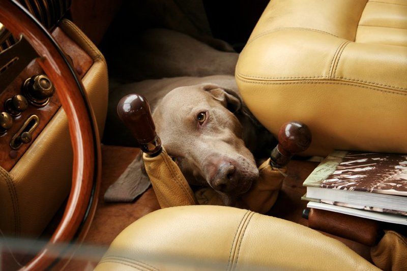 Стражphoto preview