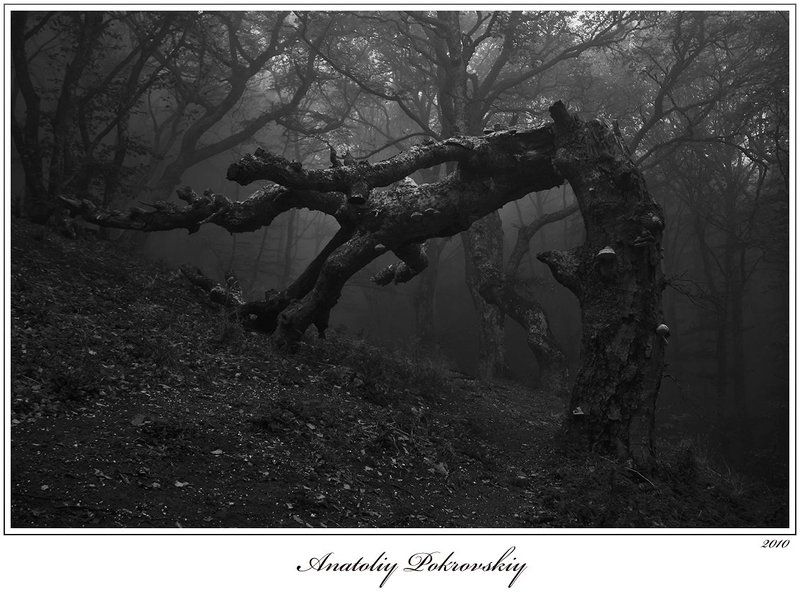 лес, туман, горы, бук, коряга, леший, анатолий покровский Там чудеса, там леший бродит...photo preview