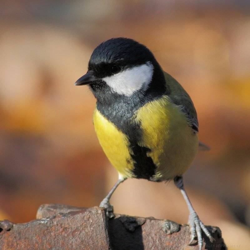 хозяин:). Автор: Дмитрий Алексеев , Дмитрий Алексеев