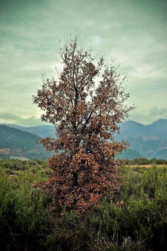 no titlephoto preview