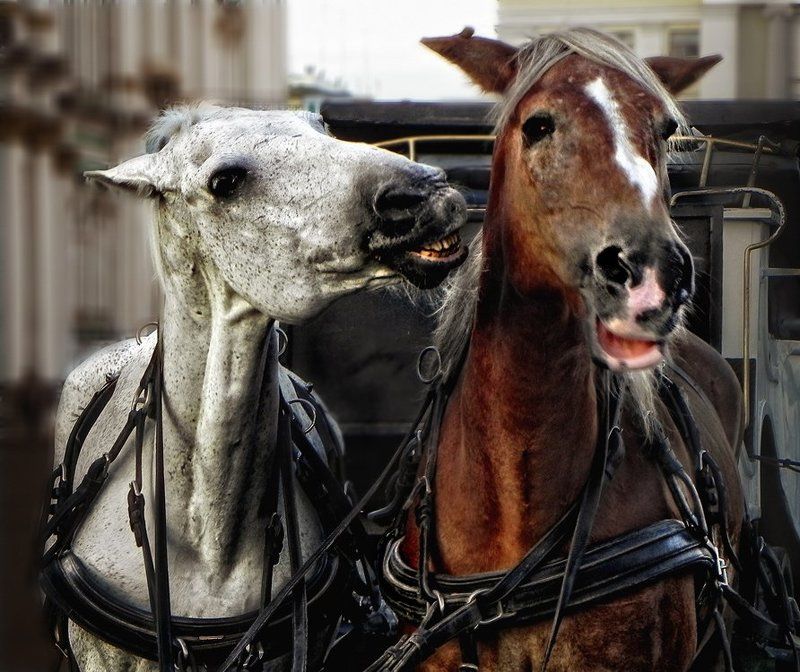 Гужевой романphoto preview