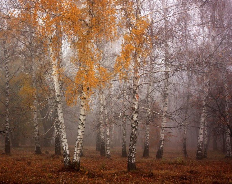 осень, ноябрь Ноябрь.photo preview
