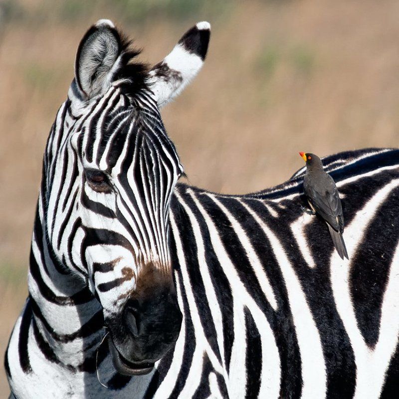 африка, кения ***photo preview