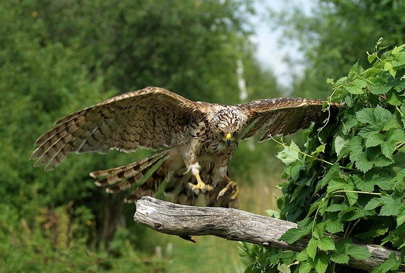 фотоохота, птица, сокол, природа, Мягкая посадкаphoto preview