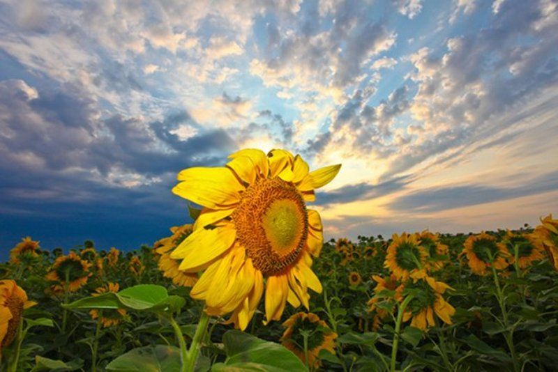 подсолнух, закат, солнце Солнышкоphoto preview