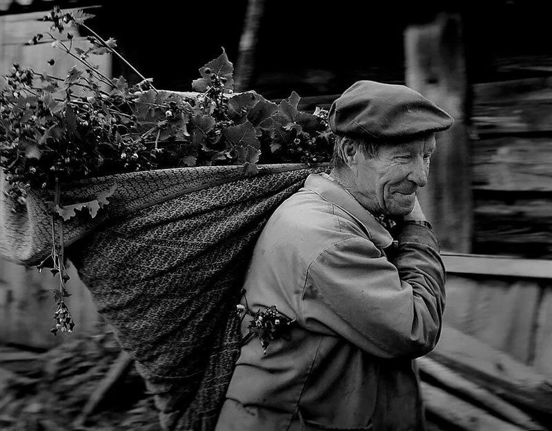 Буренкина радостьphoto preview