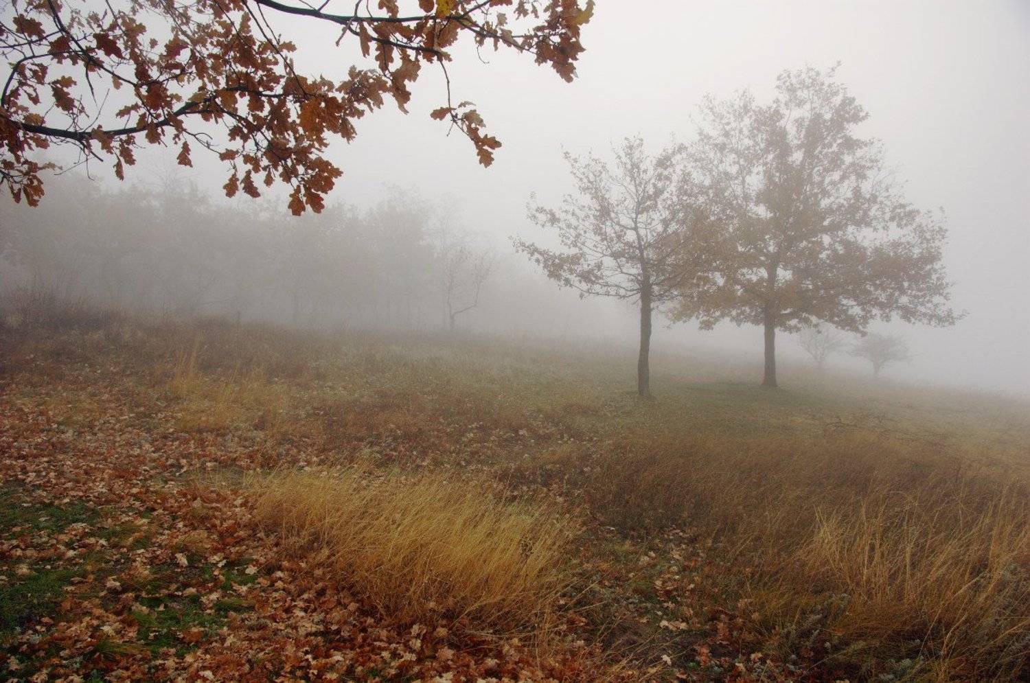 утро, туман, Евгений Смердов