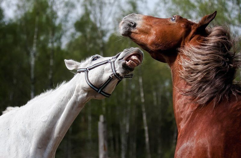 Диалогphoto preview