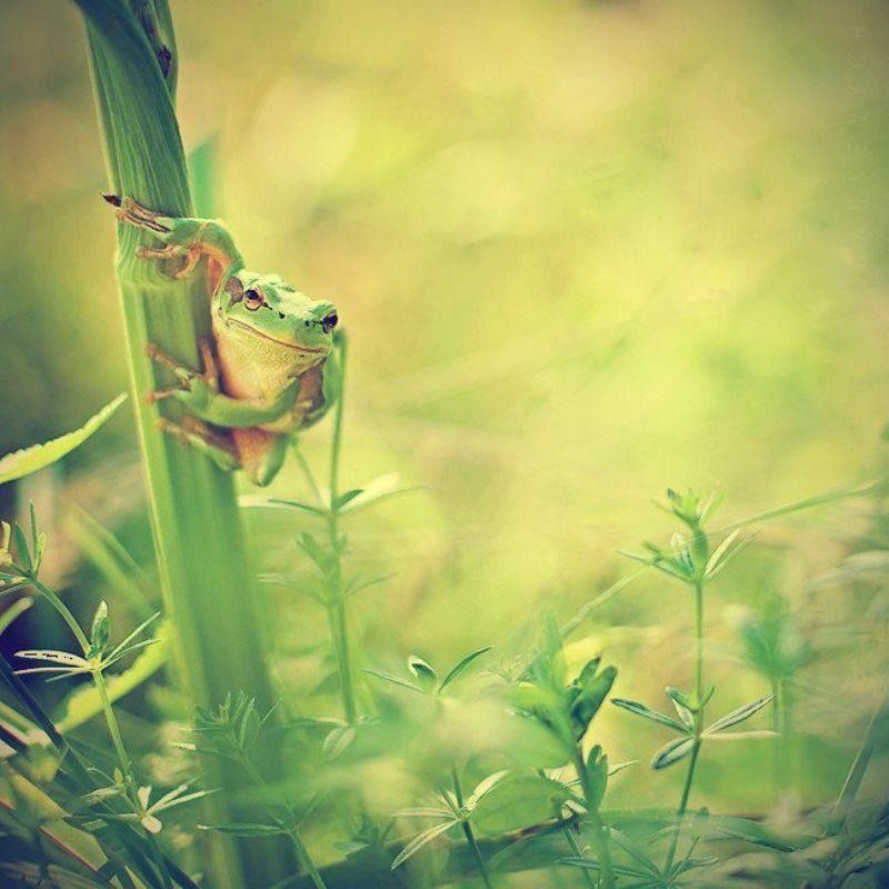 жаба ...photo preview