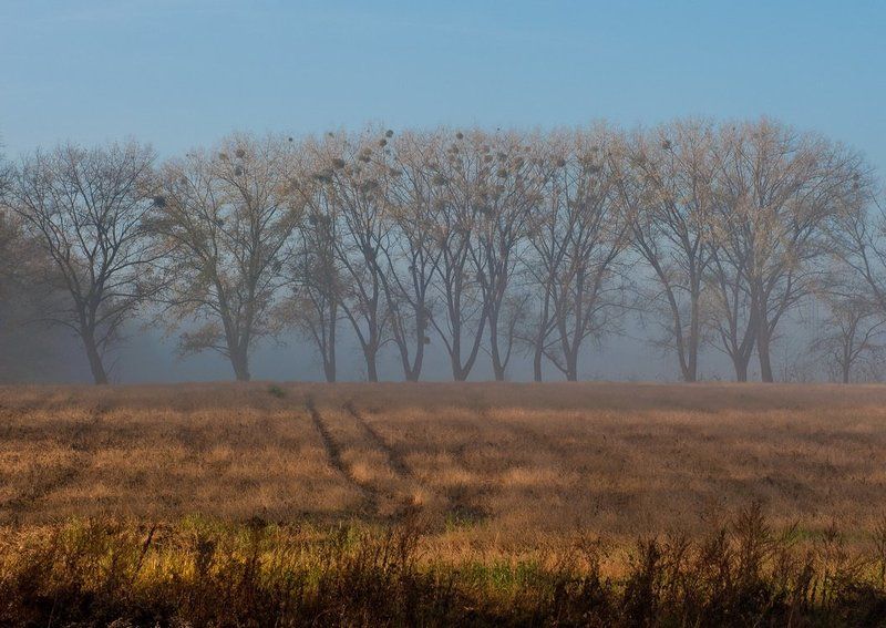 туман, деревья, осень Туманный день..photo preview