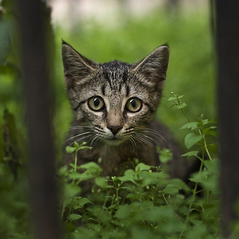 кот, глаза А я вас вижуphoto preview