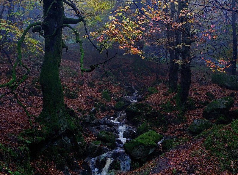 лес, туман, мох, водопад, ***photo preview