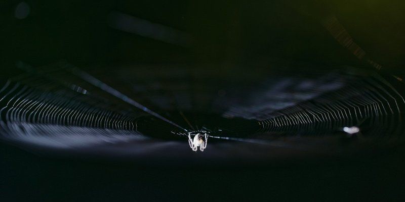 паутина,винил Винилphoto preview