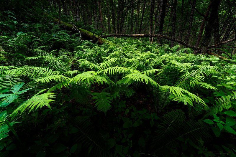 Вечер в лесуphoto preview
