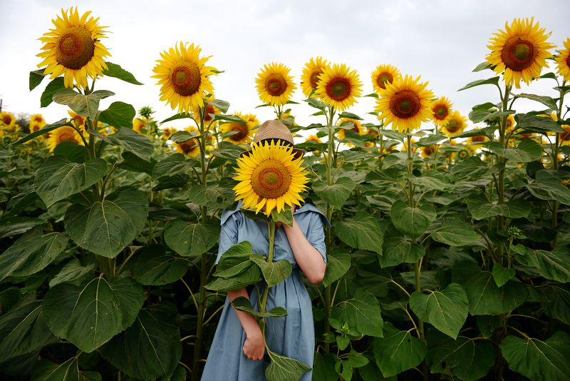 Поле, подсолнухи, подсолнух Один из многихphoto preview