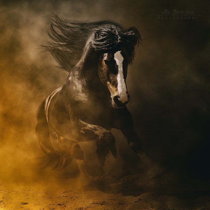 horse, лошадь, пыль Агат - Владимирский тяжеловозphoto preview