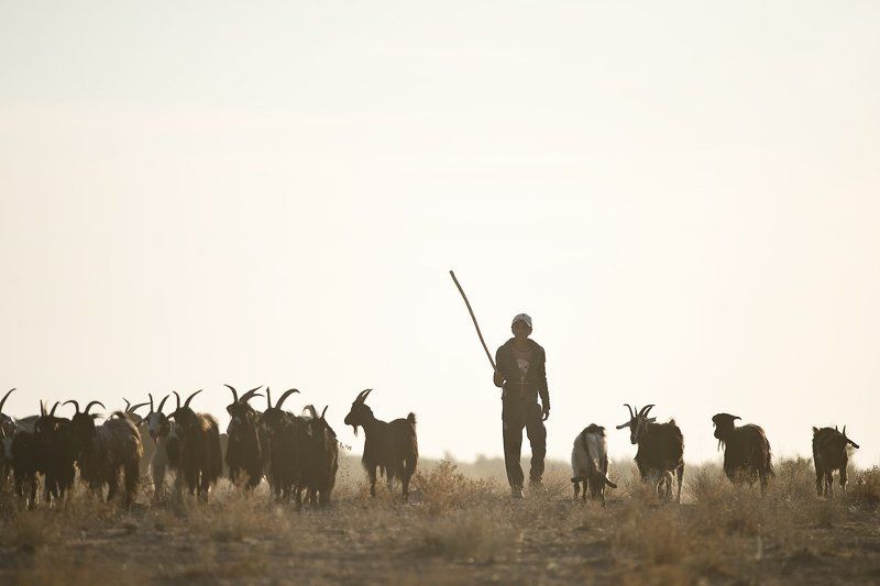 узбекистан, путешествие, пустыня, пастух, чабан, travel, uzbekistan, street, desert, ussr Истамphoto preview