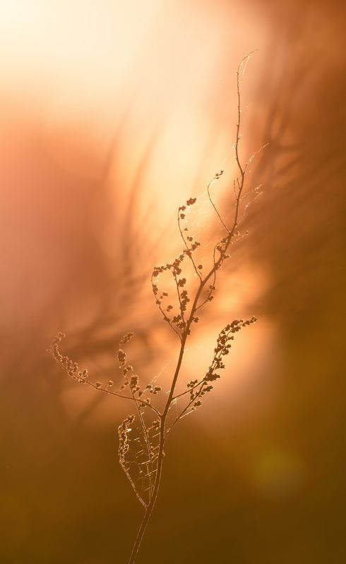 веточка,полынь,сухой,в лучах,свет,солнечно,закат,вечер,танец,танго,оранжевый Тангоphoto preview