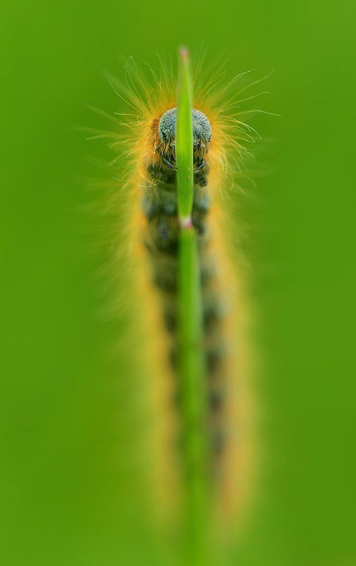 Гусеницаphoto preview