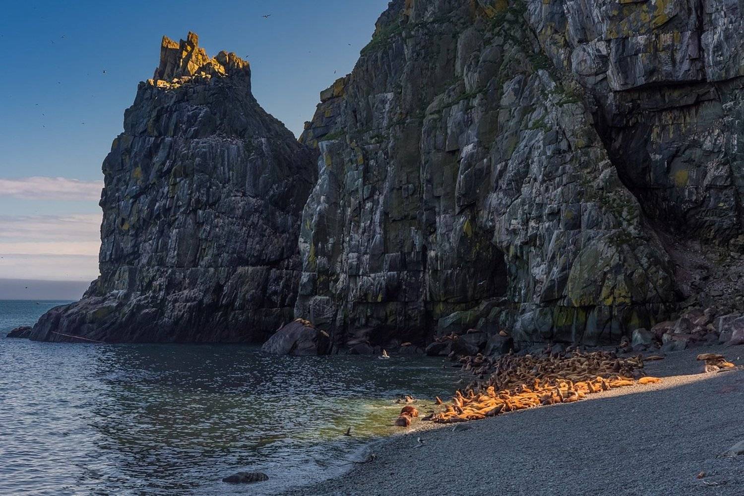 Последний луч. Автор: Кирилл Уютнов сивучи, лежбище, матыкиль, остров, архипелаг, ямские острова, охотское море, крайний север, магаданский заповедник, оопт, магаданская область, колыма, Кирилл Уютнов