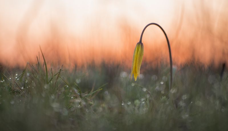 цветы,цветок,макро,растения,природа,тюльпаны,тюльпаны Утренние краскиphoto preview