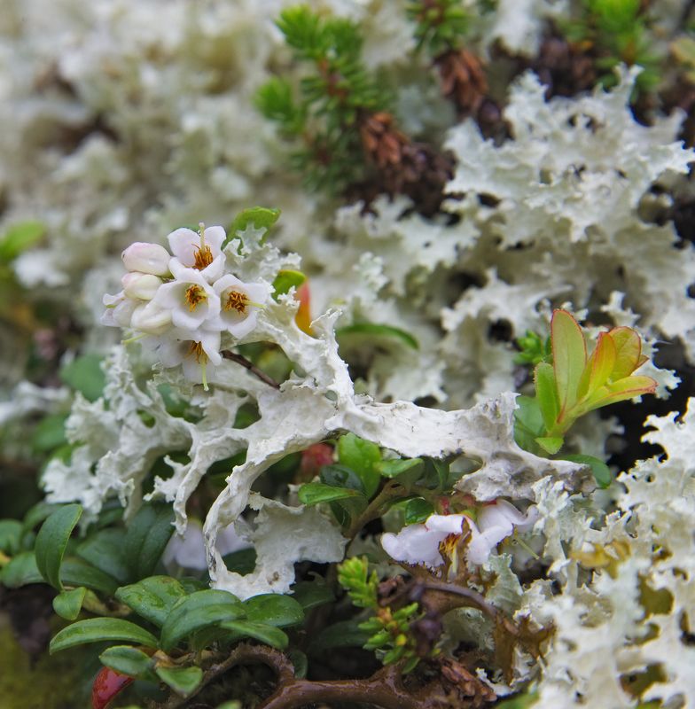 растения, Кольский полуостров, Хибины, фауна Севера брусника в цветуphoto preview