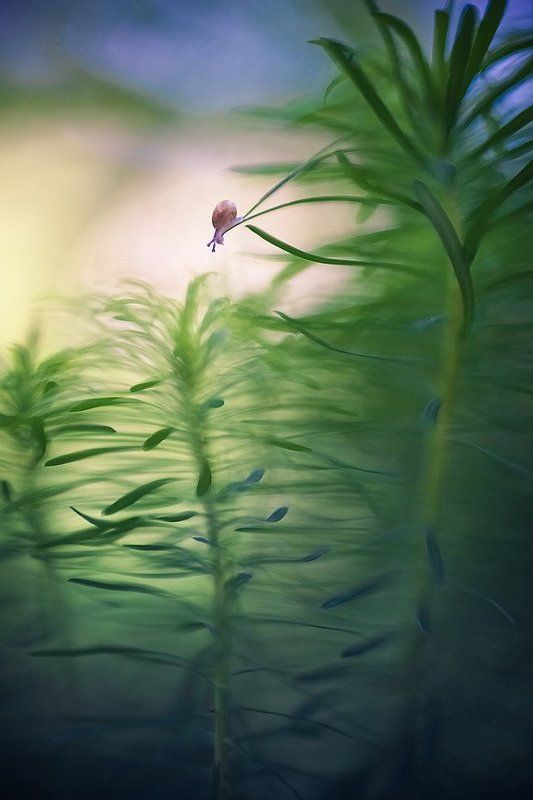 Ого-гоphoto preview