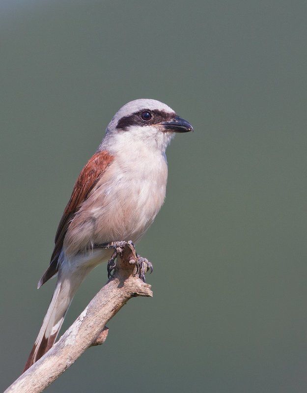 Сорокопут жуланphoto preview