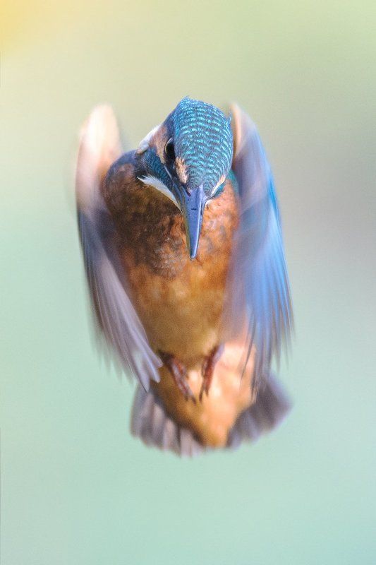 Blue Arrowphoto preview