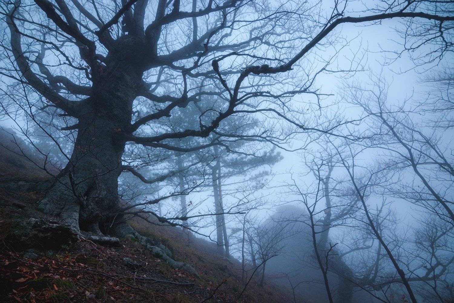 крым, демерджи, Сорокин Олег