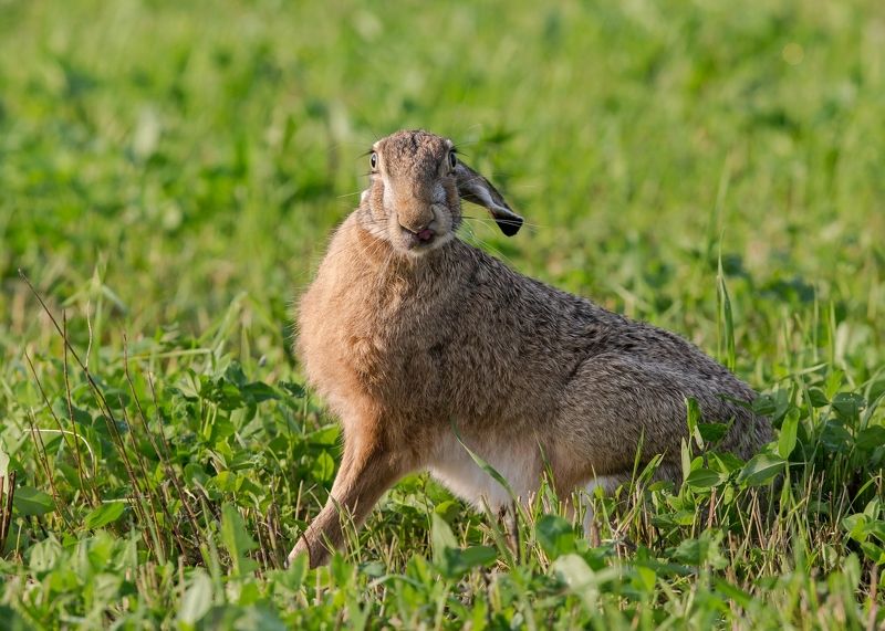 Заяц русакphoto preview