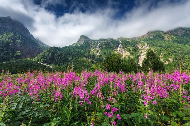 Цветениеphoto preview