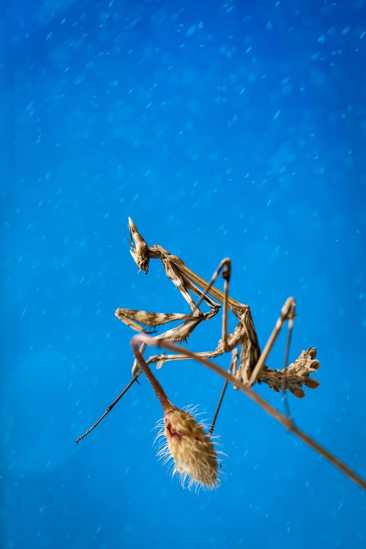 mantis, sky, rain Mantisphoto preview