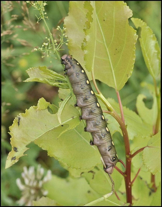 Лето ГармоНИКА...photo preview