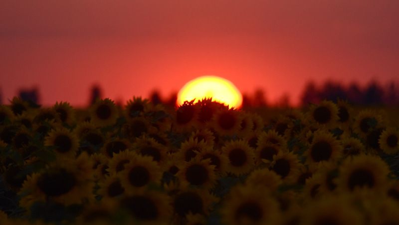 листопад Осень. Журавли готовятся к отлету.photo preview