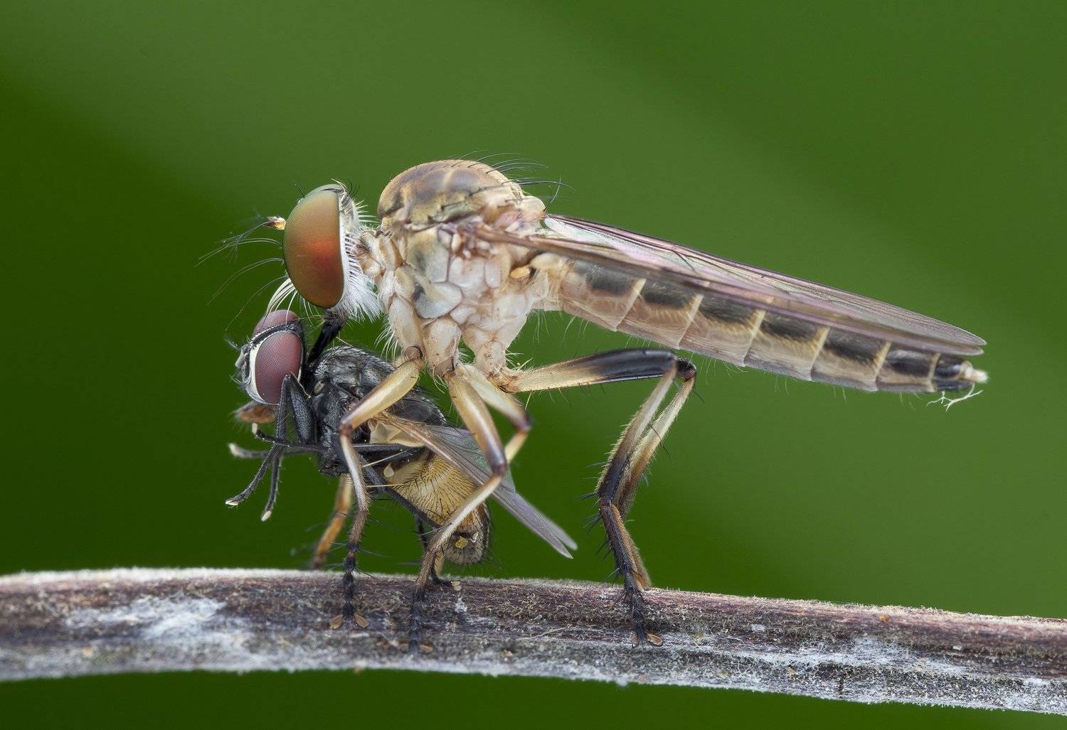 #macro#robberfly#prey#colors, Choo How Lim