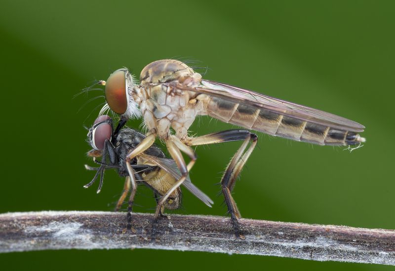 #macro#robberfly#prey#colors Robber Fly With Prey 170828Aphoto preview