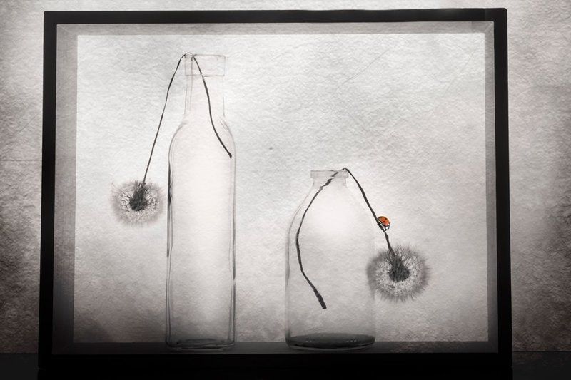 Божья коровка и одуванчикиphoto preview