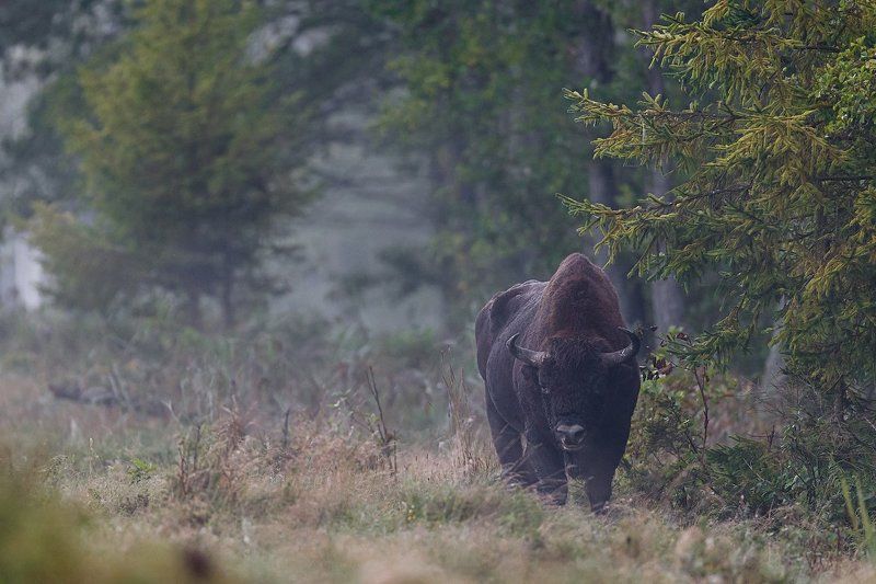 зубр, пуща, bison Хозяин пущиphoto preview