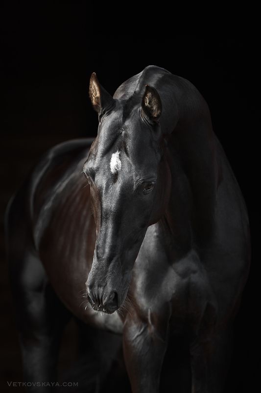 ахалтекинский, жеребец, вороной Черная грацияphoto preview