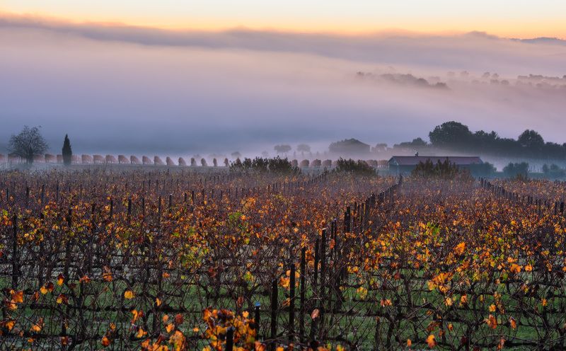 Виноградное настроениеphoto preview