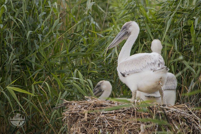 Неприличный портретphoto preview