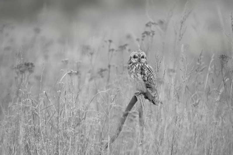 Вздремнулосьphoto preview